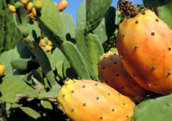 The cactus pair may become a new superfood crop.