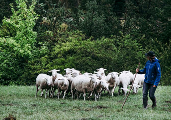 Woman shepherd with flock of sheep.