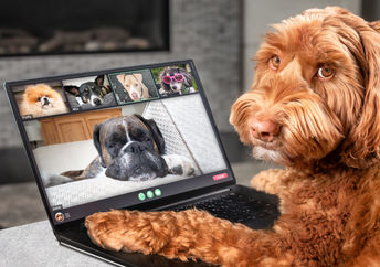 Dogs enjoying immersive video