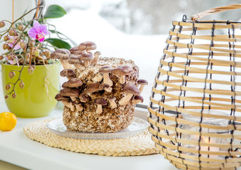 Mushroom growing on windowsill in urban farming