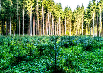 Saplings after reforestation