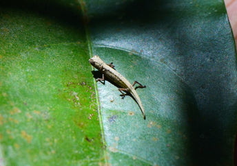The tiniest chameleon in the world is seen on a leaf in the palm of a man’s hand.