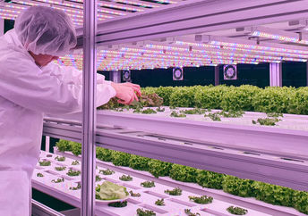 Lettuce growing under LED lighting in a vertical farm