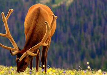 Elk grazing