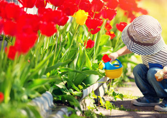 A young boy is watering tulips with a toy watering can.
