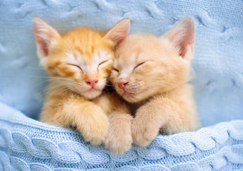 Kittens are calming.