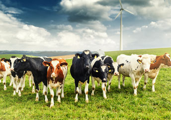 Seaweed makes cattle produce less gas.