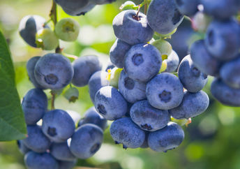 Blueberries are a Superfood.