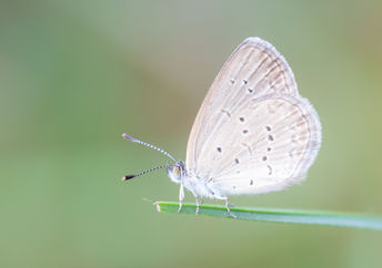 Butterfly in a backyard