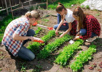 A garden plot in the city.