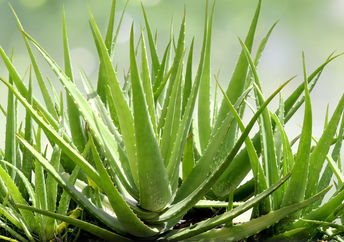 Aloe vera plants.