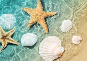 Starfish and shells at the beach.