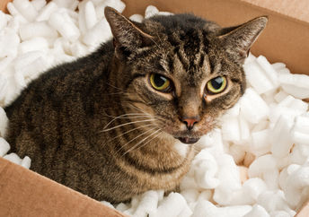 Packing peanuts cushion anything.