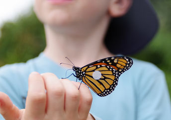 Boy setting butterfly free.