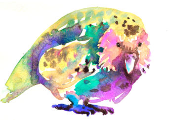 New Zealand's endangered kakapo parrot