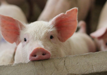 Pigs on an animal farm.