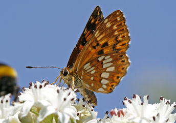 The Duke of Burgundy butterfly