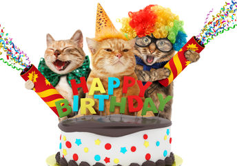 A birthday party for shelter pets.