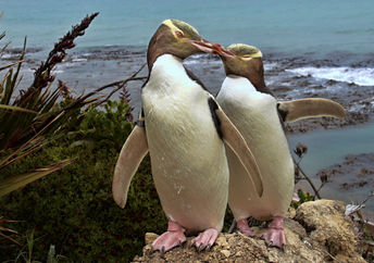 A penguin pair in New Zealand.