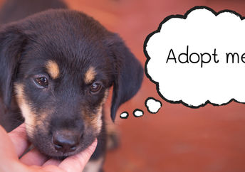 Give him his forever home.