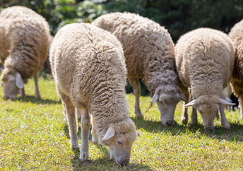 Grazing sheep in the park.