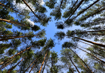 View of spring sky through pine forest