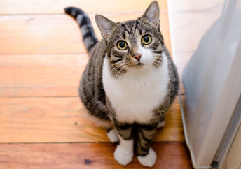 A tabby cat sits outside a door.