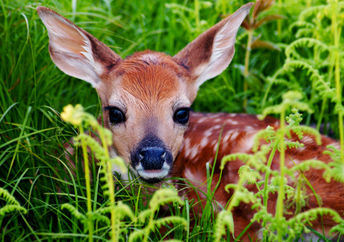 A baby deer is very cute!