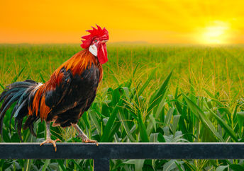 Getting up earlier has many benefits.