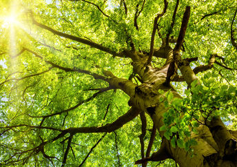 Sun rays shine through an old beech tree.