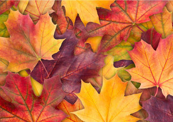 Fall leaves are very colorful.