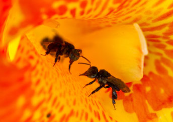 Stingless bees collecting pollen from a canna lily.