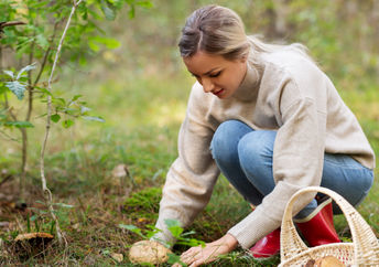 Woman foraging fall mushrooms.