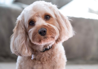 Sweet Cavapoo dog listening attentively