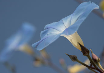 Night blooming moonflower