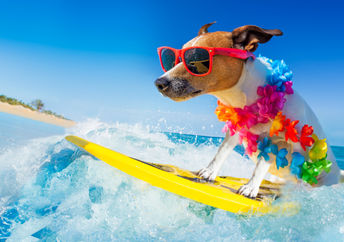 A Jack Russell dog surfing the waves is wearing sunglasses and a flower lei.