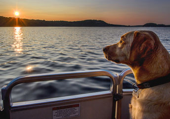 Dog rides a ferry, enjoying the sunset view.