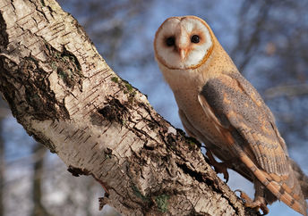 Barn owl climbs up a birch tree