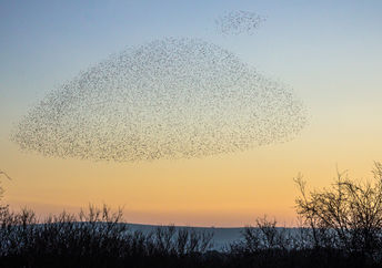 Murmuration over Shell Bay in Dorset, England