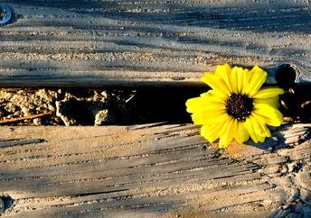 A yellow flower makes it way through some wooden planks and blooms symbolizing perseverance