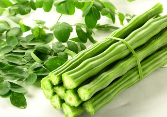 Just harvested moringa oleifera .