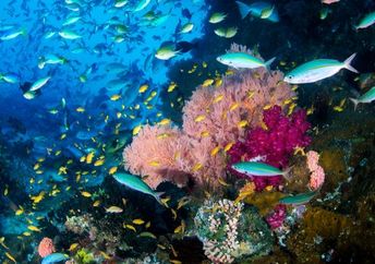 Stunning Raja Ampat coral reef in Indonesia.