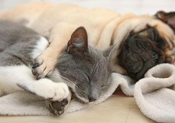 Adorable sleeping dog and cat.