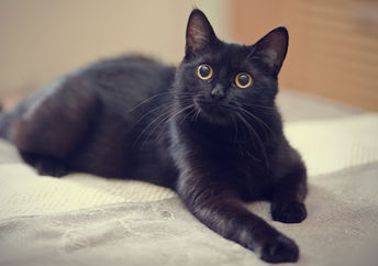 A black cat lies on a bed.