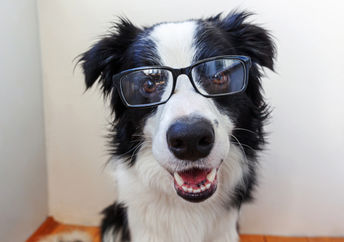 Smiling border collie puppy illustrating that new research suggests pet dogs can tell their owner's language apart from foreign ones!