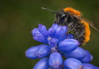 Female Tawny Mining Bee on a hyacinth flower.