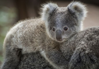 Adorable baby koala bear in the wild in Australia.