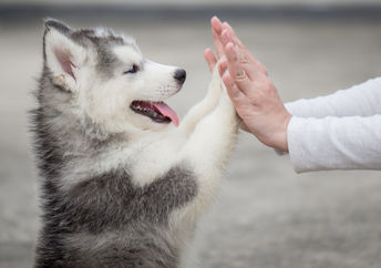 Adorable dog doing tricks.
