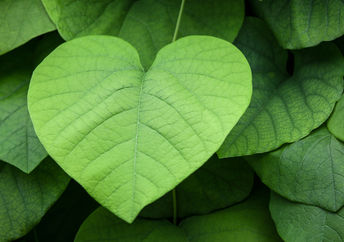 Lush, heart-shaped leaves symbolizing both giving and protecting our environment.