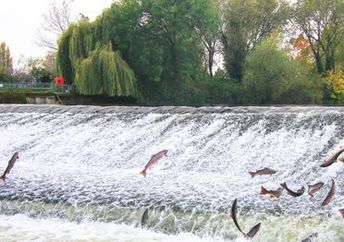 Atlantic salmon jump as they swim upriver to spawn.